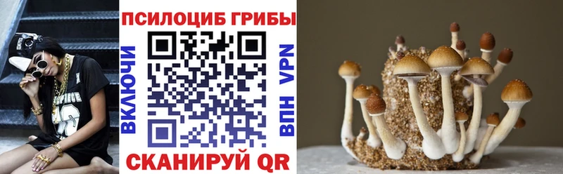 Псилоцибиновые грибы Psilocybine cubensis  Пионерский 